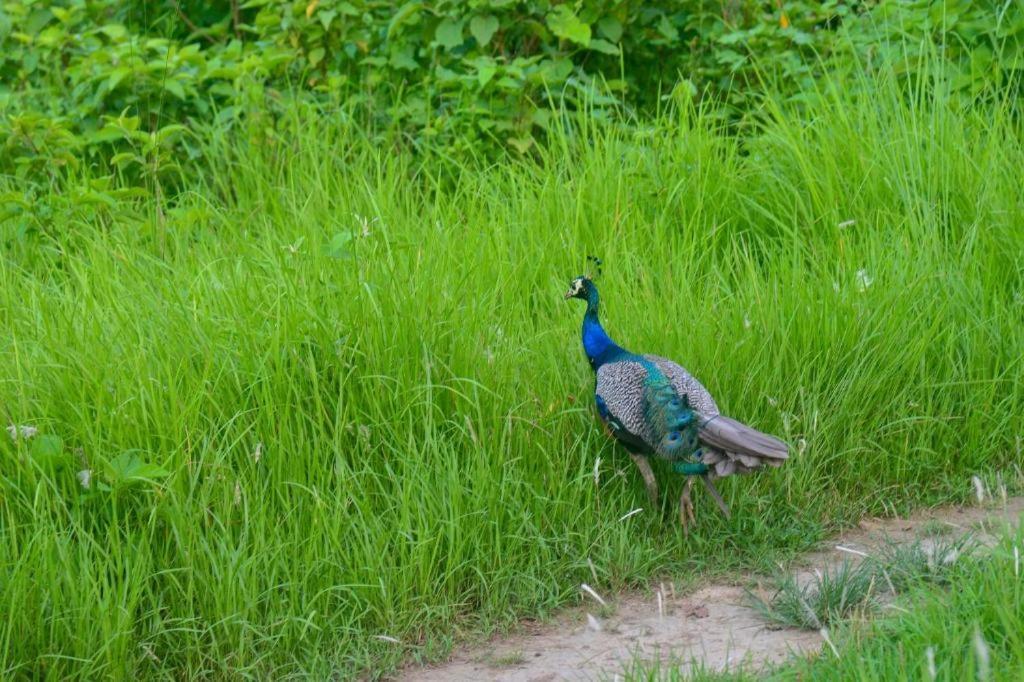 Hotel Greenland Safari Sauraha Dış mekan fotoğraf