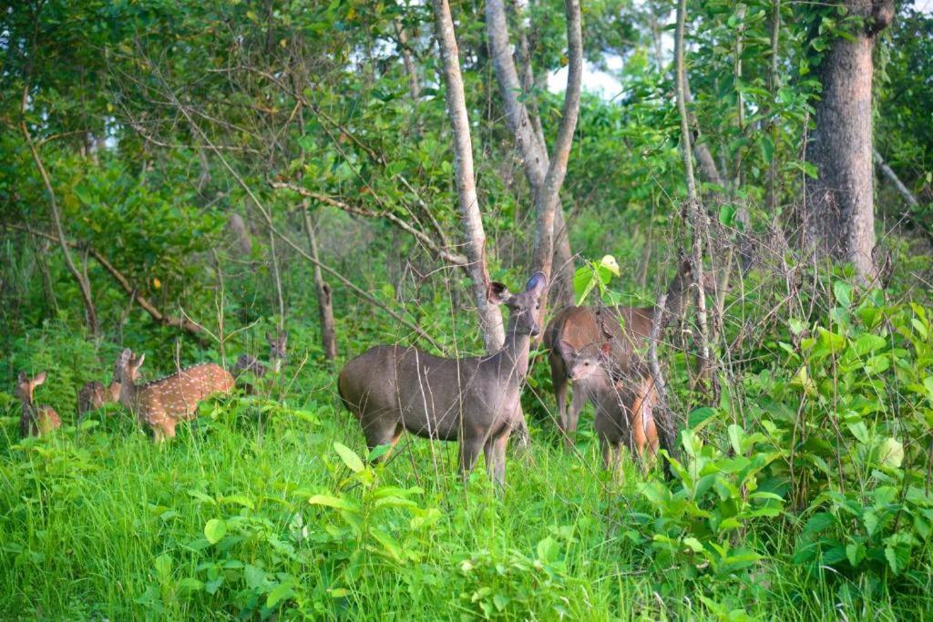 Hotel Greenland Safari Sauraha Dış mekan fotoğraf