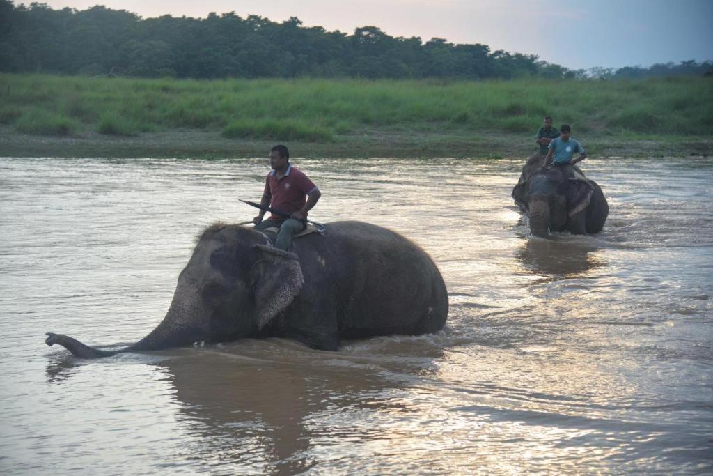 Hotel Greenland Safari Sauraha Dış mekan fotoğraf